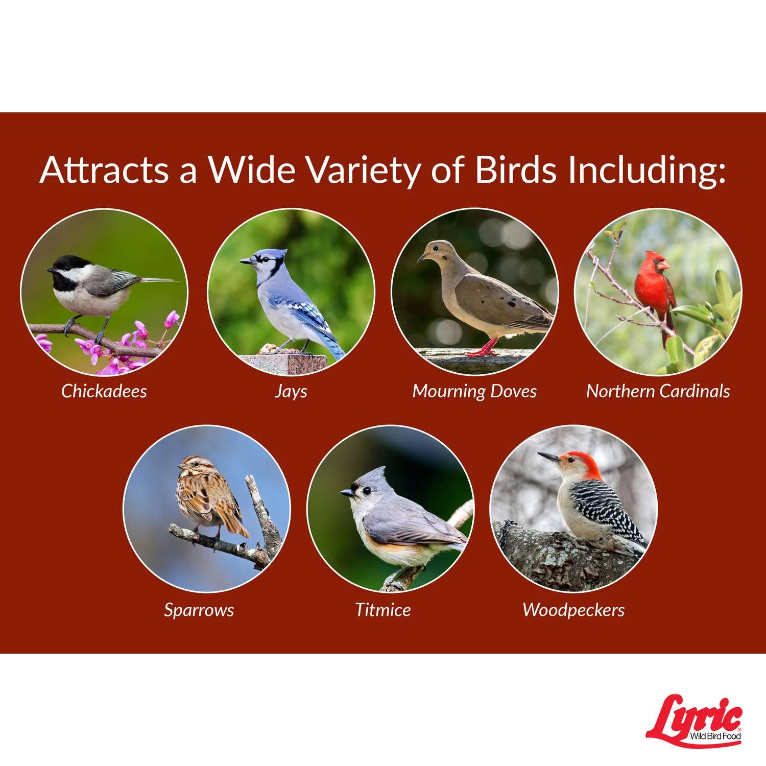 Lyric Assorted Species Safflower Seeds Wild Bird Food 5 Lb 5 Lyric Assorted Species Safflower Seeds Wild Bird Food 5 Lb - Image 5