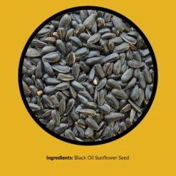 Lyric Assorted Species Black Oil Sunflower Seed Wild Bird Food 10 Lb -Nestify Shop 2fec1f47 ceb4 4afe 909a 67053e0125bf