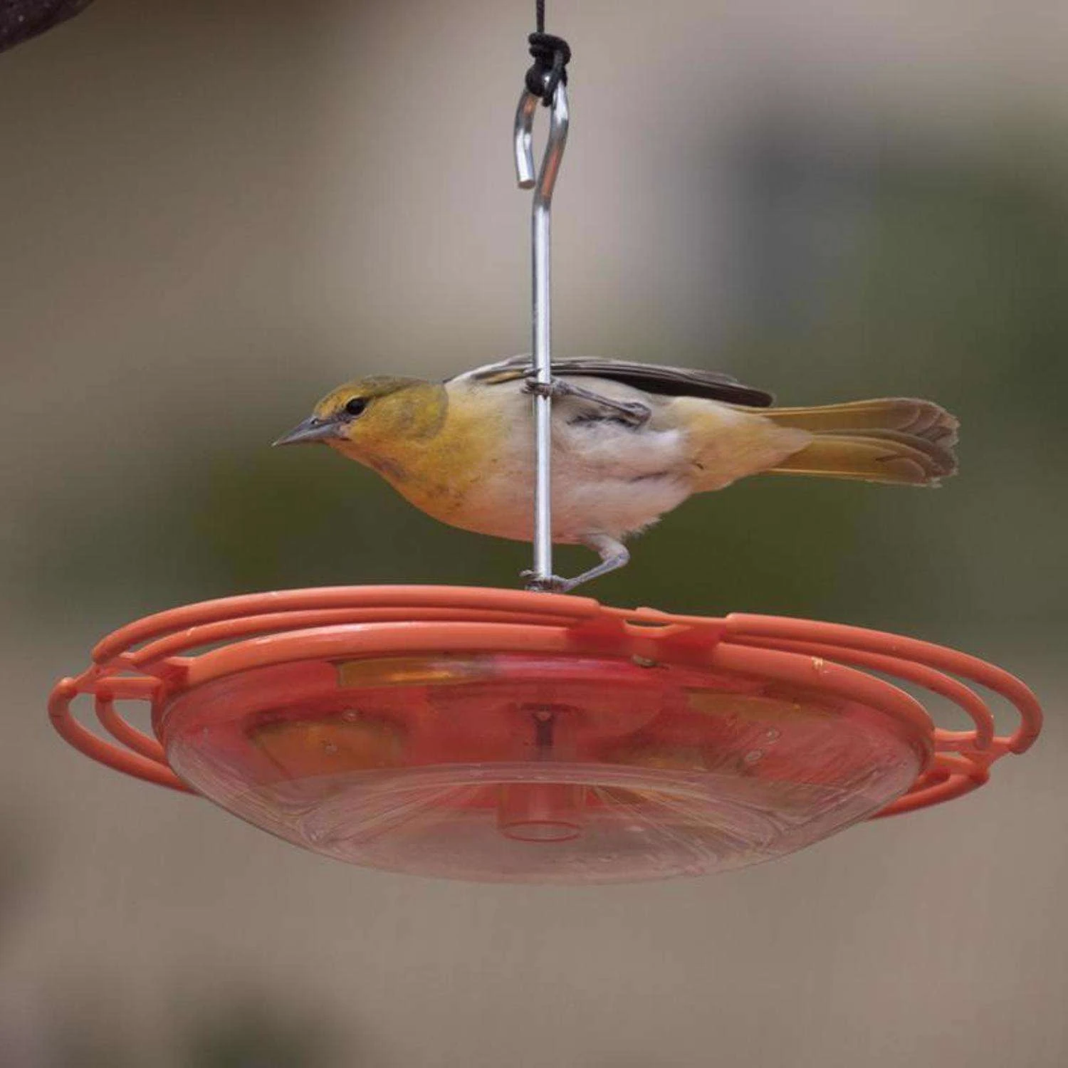 Perky-Pet Oriole 16 Oz Plastic Tray Nectar Feeder 4 Ports 6 Perky-Pet Oriole 16 Oz Plastic Tray Nectar Feeder 4 Ports - Image 6