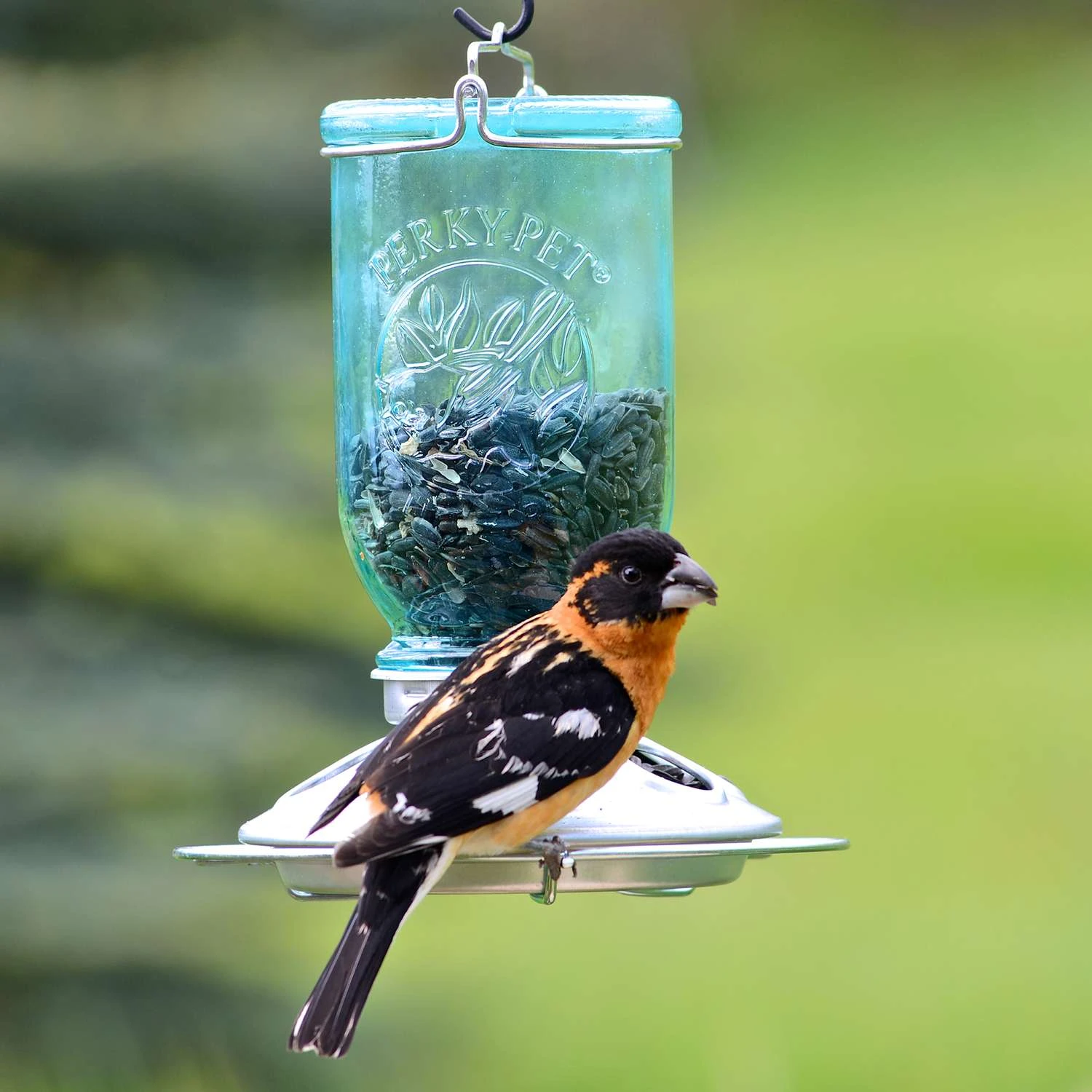 Perky-Pet Wild Bird 1 Lb Glass/Steel Mason Jar Bird Feeder 8 Ports 4 Perky-Pet Wild Bird 1 Lb Glass/Steel Mason Jar Bird Feeder 8 Ports - Image 4