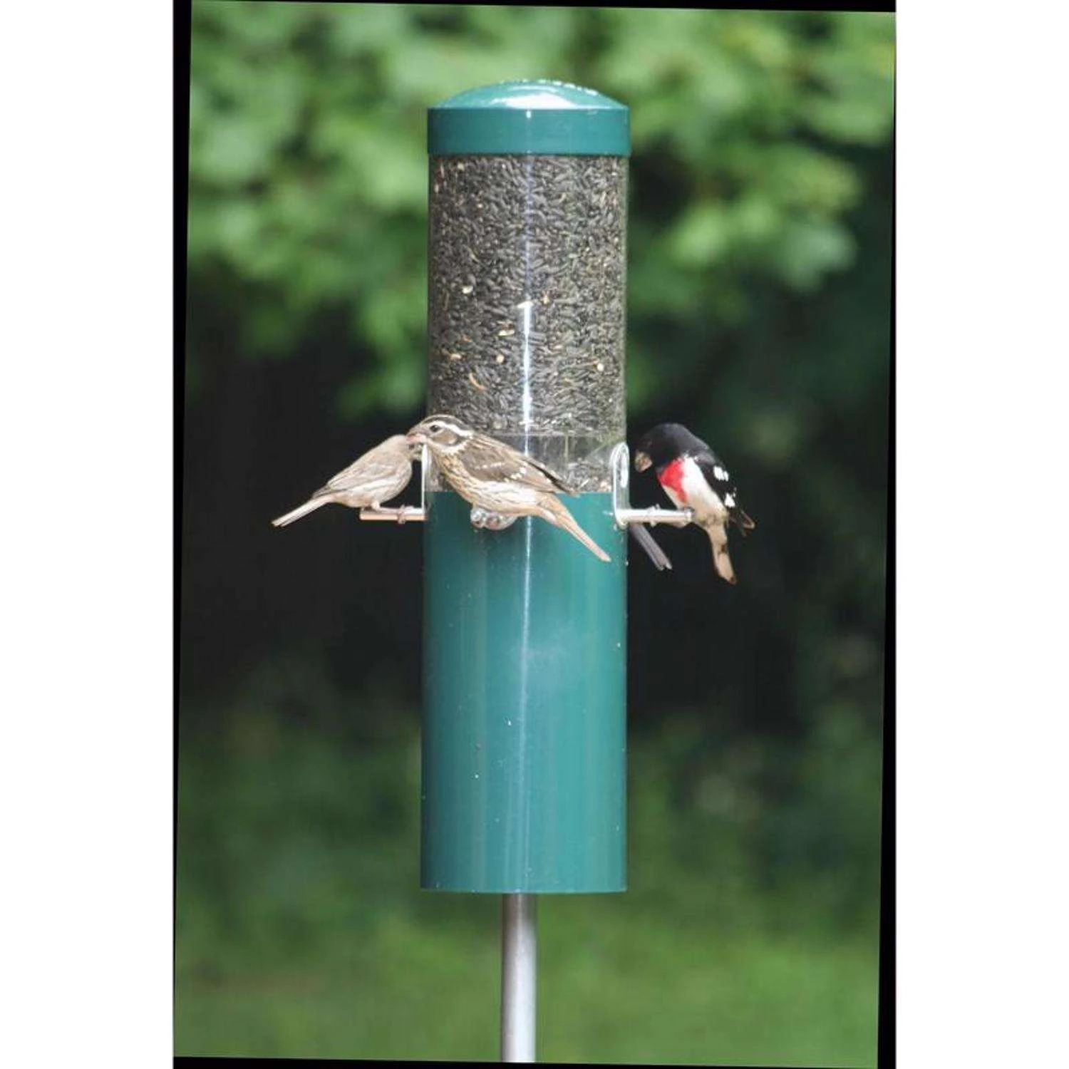 Birds Choice Wild Bird 5 Lb Polycarbonate Classic Tube Bird Feeder 4 Ports 2 Birds Choice Wild Bird 5 Lb Polycarbonate Classic Tube Bird Feeder 4 Ports - Image 2