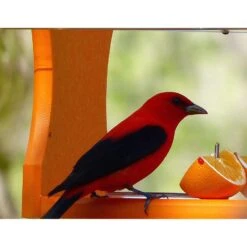 Birds Choice Oriole 2 Cups Plastic Bird Feeder -Nestify Shop 54fbb16e 3d14 4905 b804 aaa9a670030b