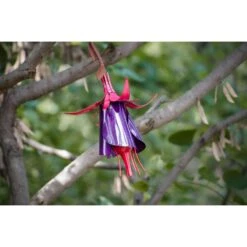 Desert Steel Hummingbird 8 Oz Steel Fuchsia Nectar Feeder 1 Ports -Nestify Shop af603a5d 748d 475d ba76 4b2f3c6ffcd2