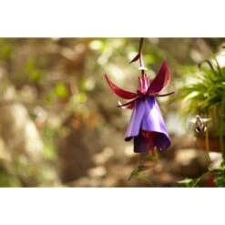 Desert Steel Hummingbird 8 Oz Steel Fuchsia Nectar Feeder 1 Ports -Nestify Shop b09fd997 d53d 4218 b88f 74d0e0968947