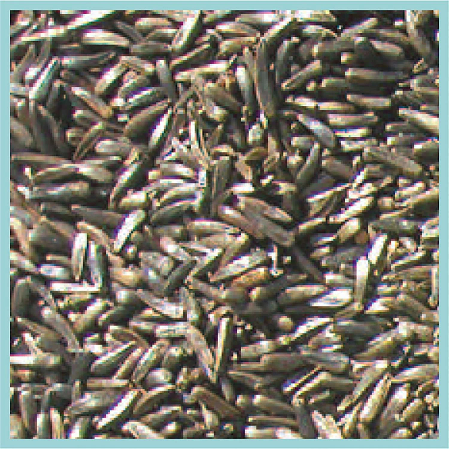 Cole's Finch Niger Seed Wild Bird Food 5 Lb 2 Cole's Finch Niger Seed Wild Bird Food 5 Lb - Image 2