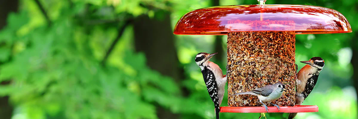 Front Page -Nestify Shop banner769